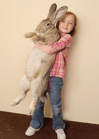 20100405 giant rabbit.jpg